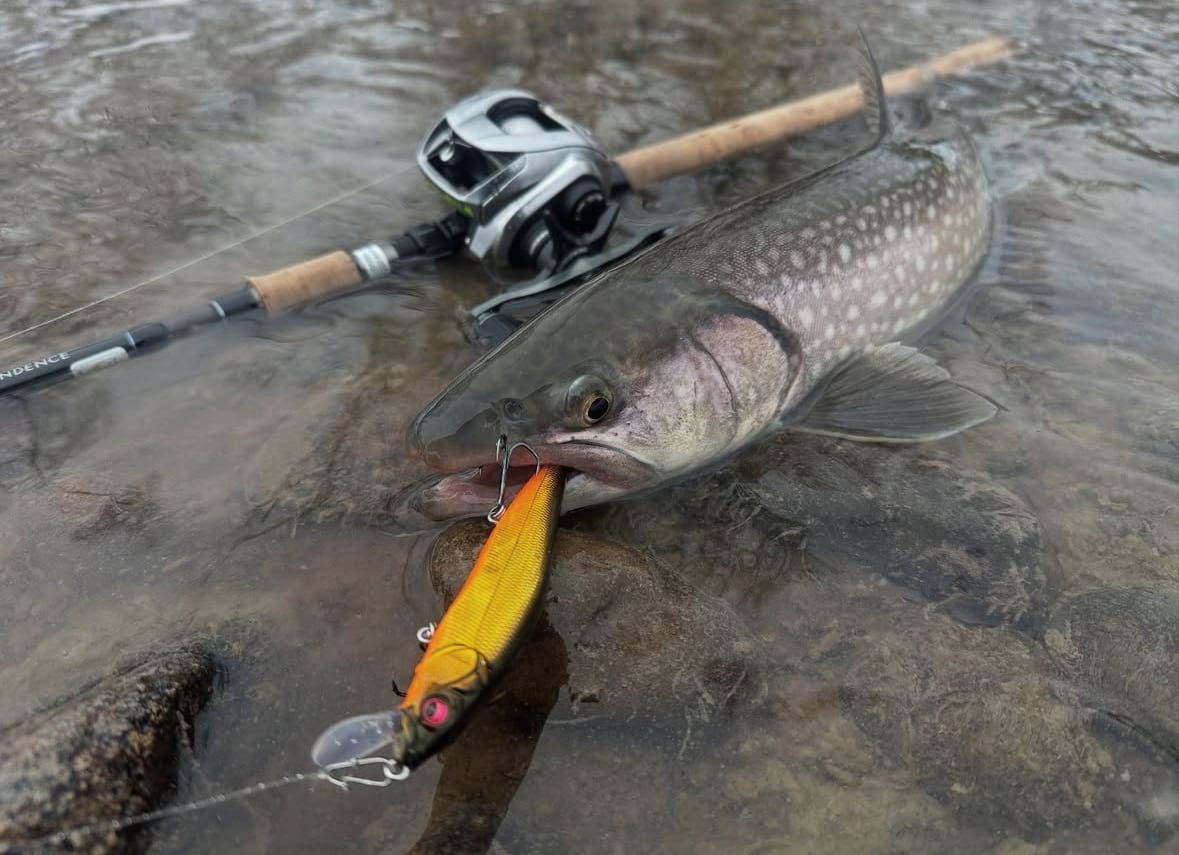 JUNCTION×TRANSCENDENCE  ”LateBloomings Junction Ver.60＋”