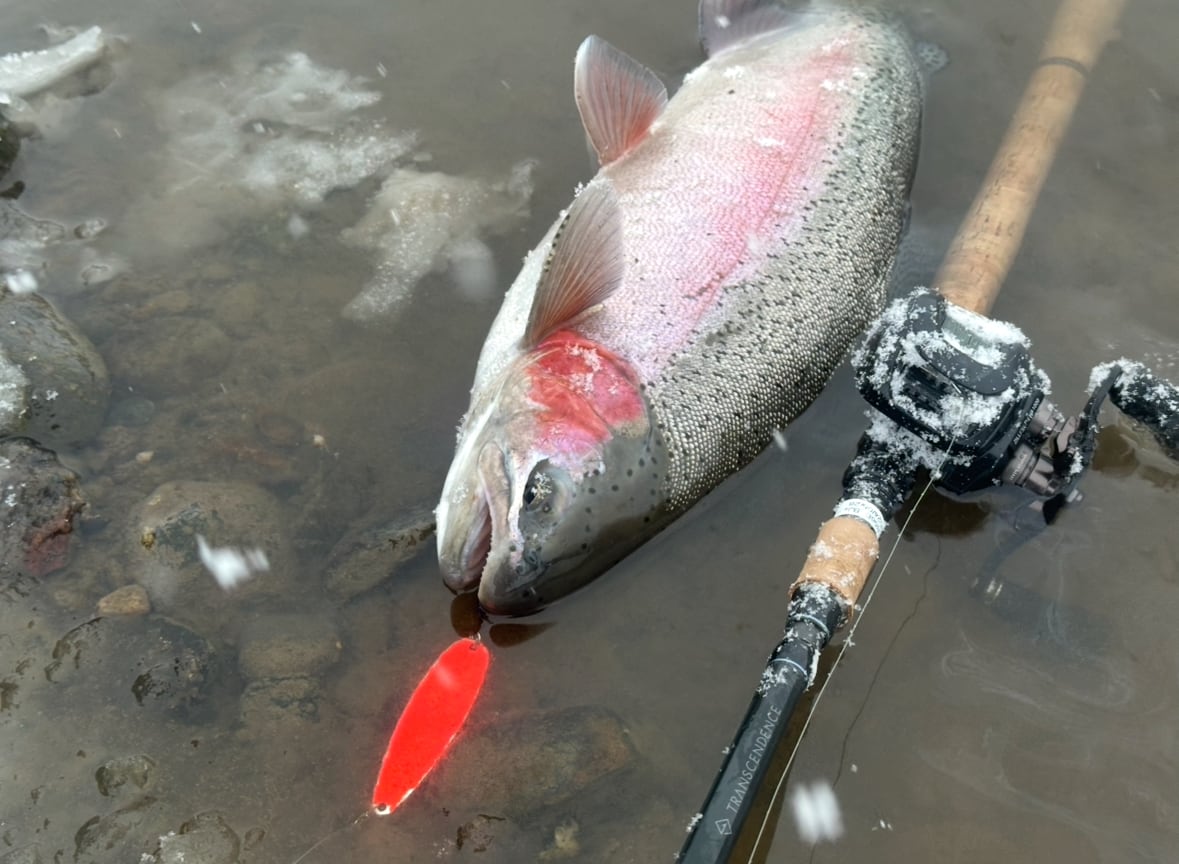 JUNCTION×TRANSCENDENCE  ”LateBloomings Junction Ver.60＋”