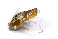 Megabass SIGLETT（北海道限定カラー）